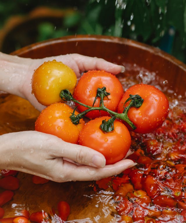 tomato production
