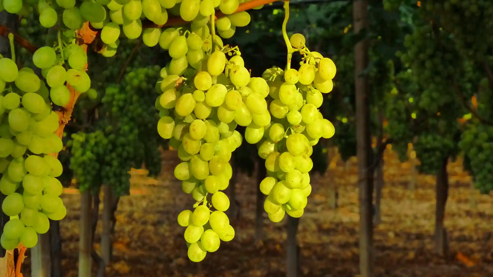 Grapes