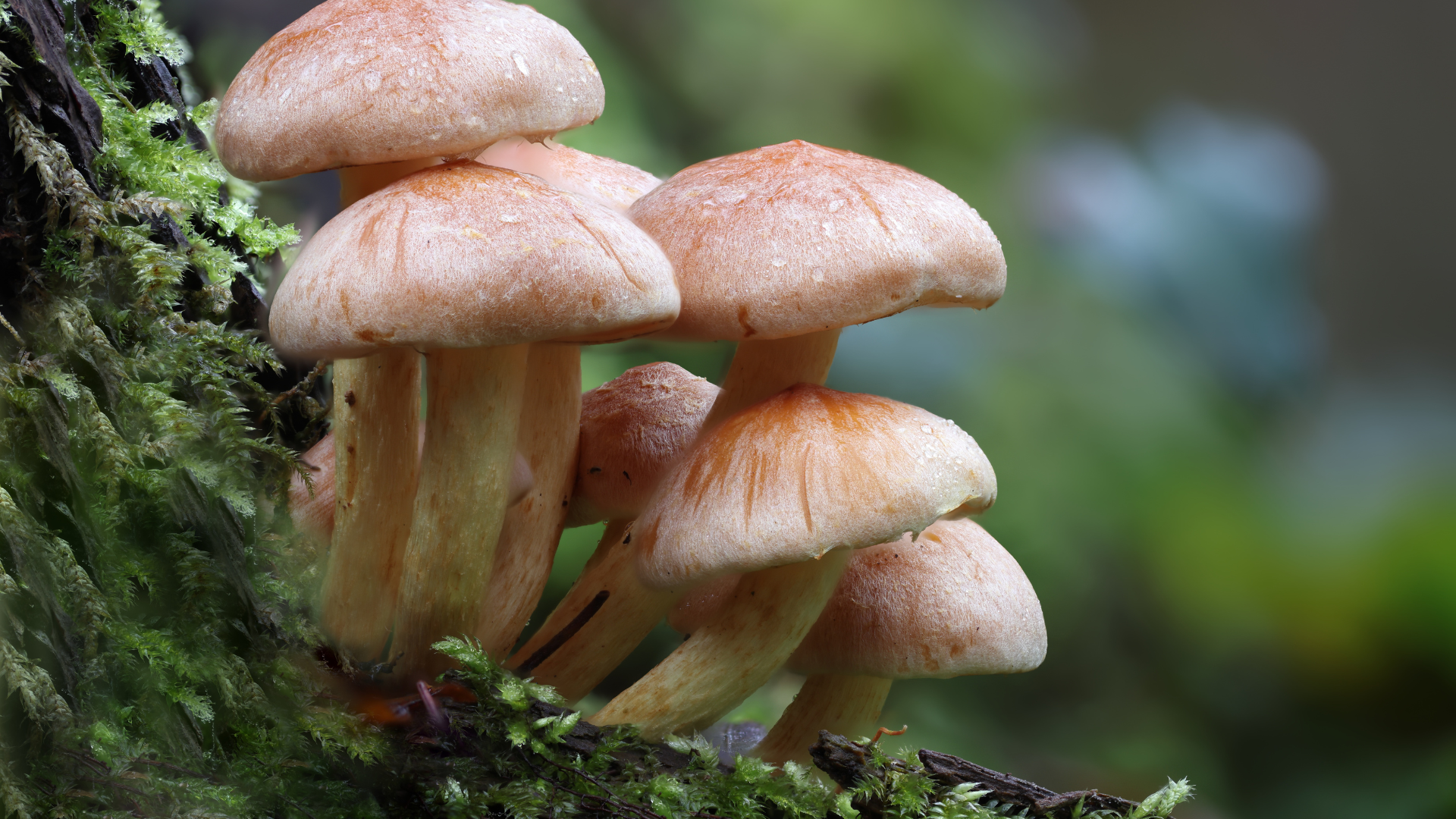 Mushrooms